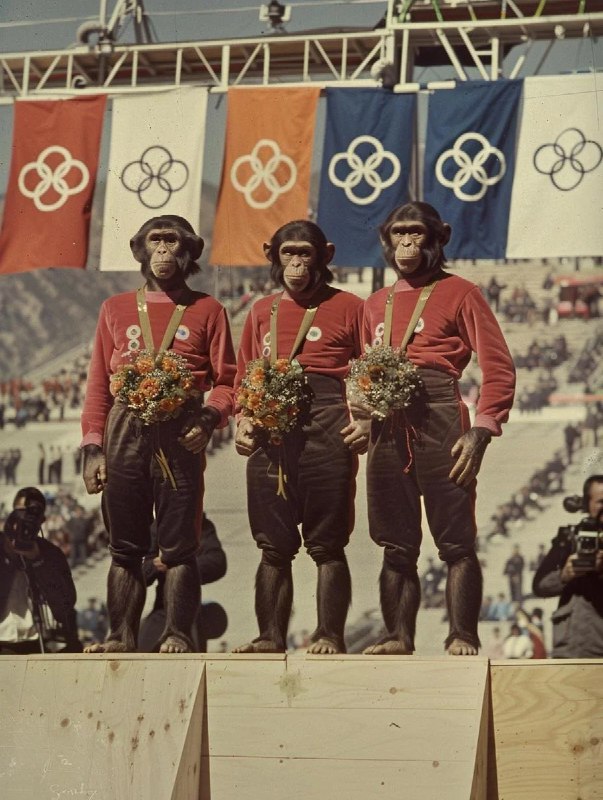 Первые Олимпийские игры обезьян Нейросеть видит