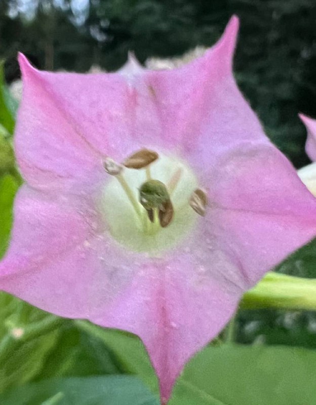 Сем Пасленовые Solanaceae табак крылатый Nicotiana alata