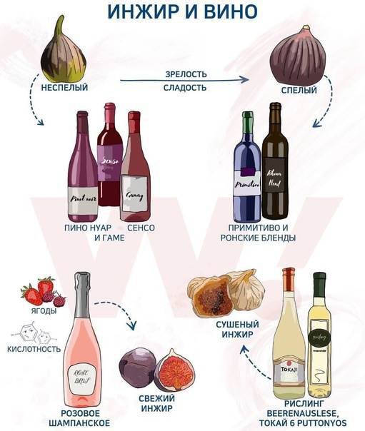 Как сочетать вино и инжир?    Нотки инжира типичны для некоторых красных вин,...