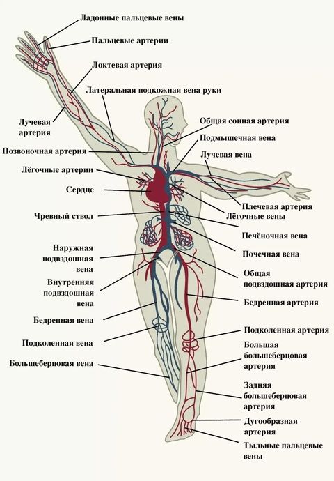 Риностоп при беременности 1 триместр: можно ли капать или это табу?