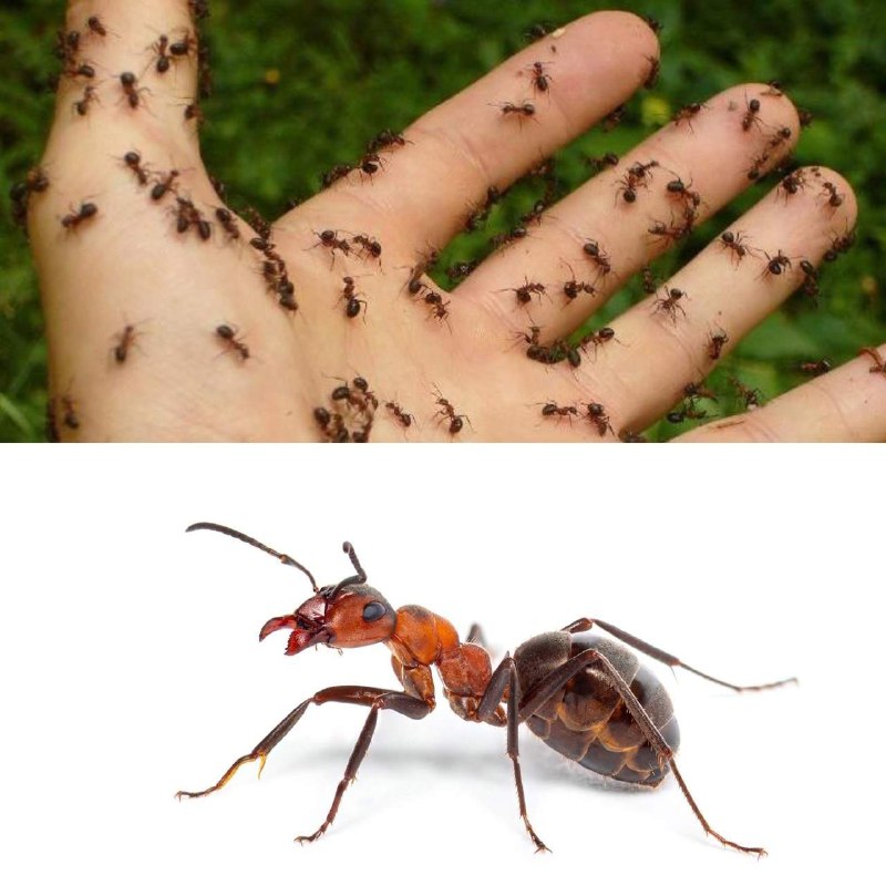 Муравьи щекочут. Энциклопедия для детского сада росмэн. Муравьи пастухи. Приключения флика. Муравьи щекочут.