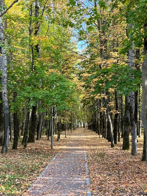 Басаев в лесу фото