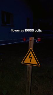 Цветы против электричества    Анонимный чат