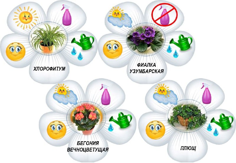 Этикетки для комнатных цветов с советами по их уходу | Все для детей