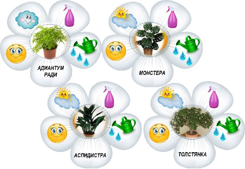 Этикетки для комнатных цветов с советами по их уходу | Все для детей