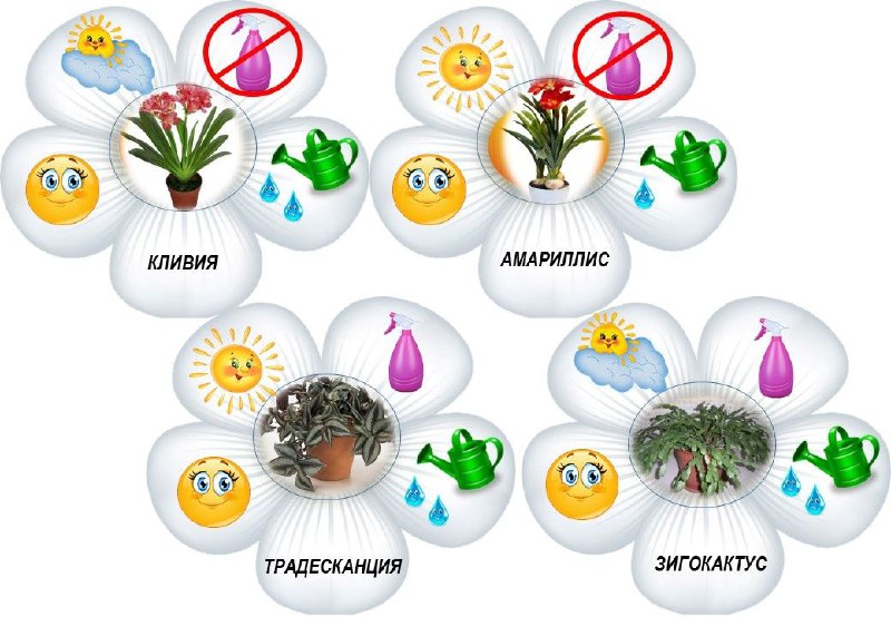 Этикетки для комнатных цветов с советами по их уходу | Все для детей