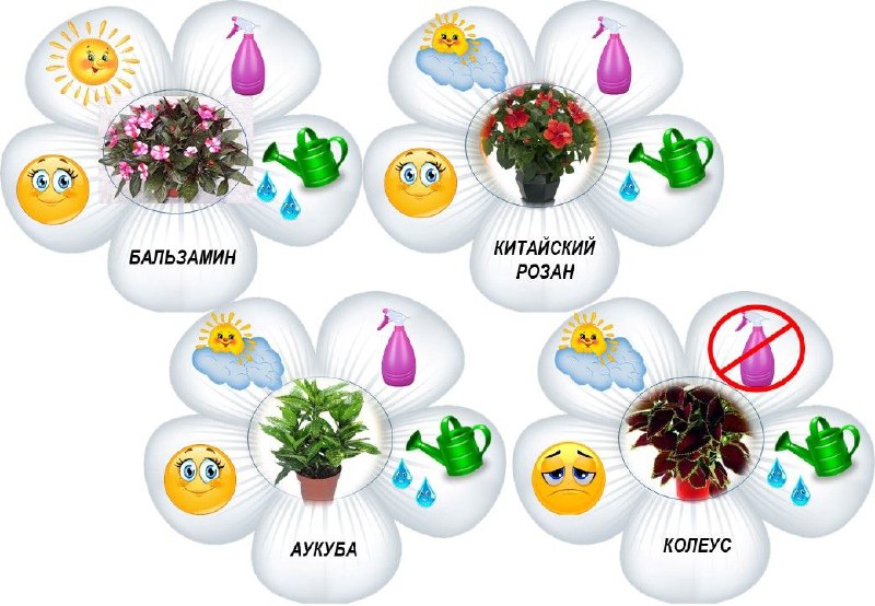 Этикетки для комнатных цветов с советами по их уходу | Все для детей