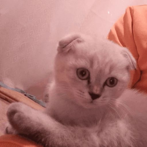 Broken Cats sticker 101