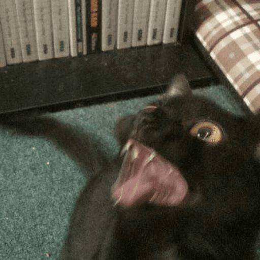 Broken Cats sticker 102