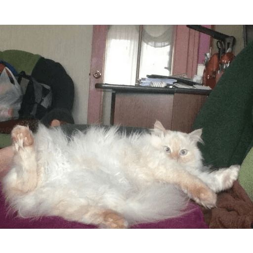 Broken Cats sticker 104