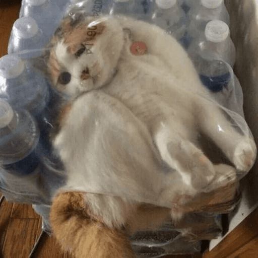 Broken Cats sticker 107