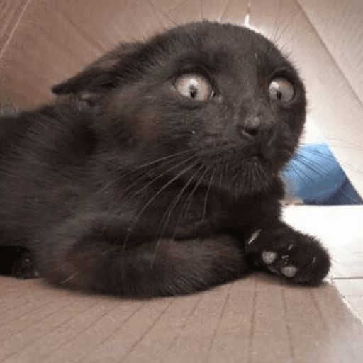 Broken Cats sticker 108