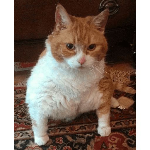 Broken Cats sticker 109