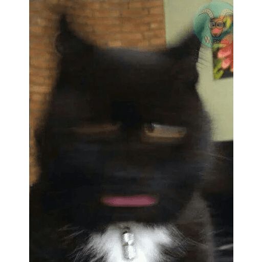 Broken Cats sticker 12