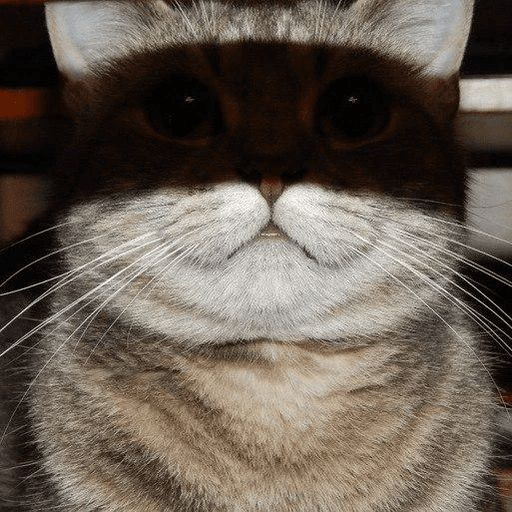 Broken Cats sticker 114