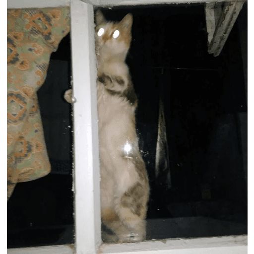 Broken Cats sticker 115