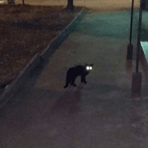 Broken Cats sticker 116