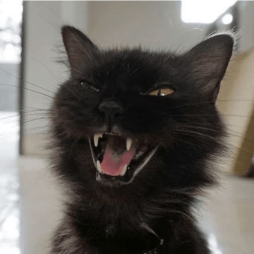 Broken Cats sticker 118