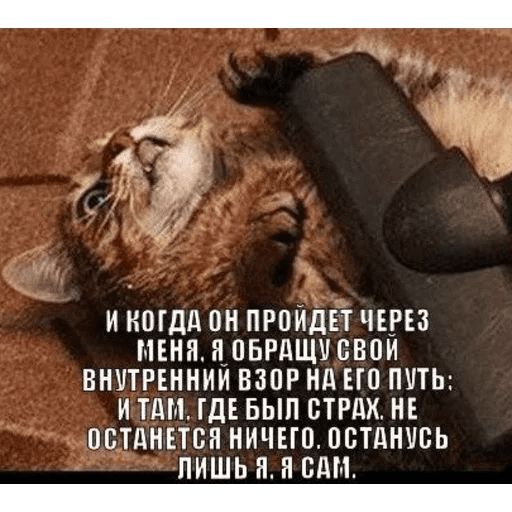 Broken Cats sticker 120