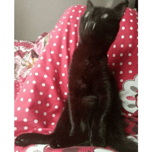 Broken Cats sticker 15