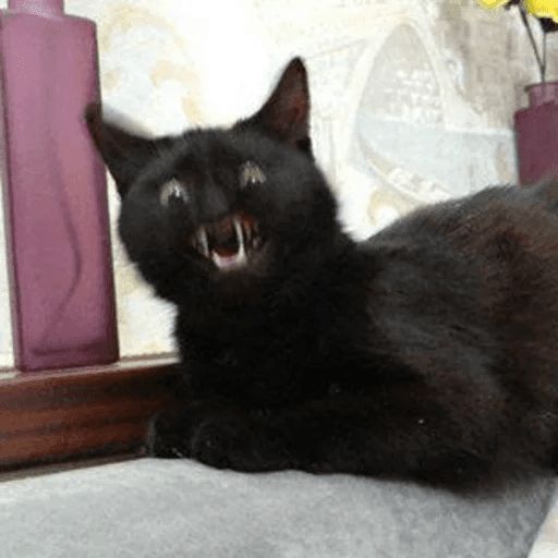 Broken Cats sticker 16