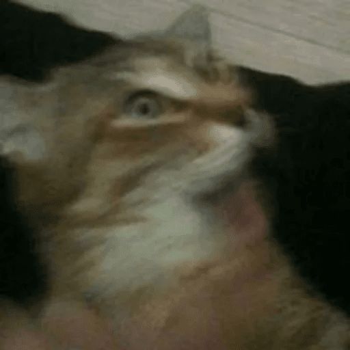 Broken Cats sticker 17