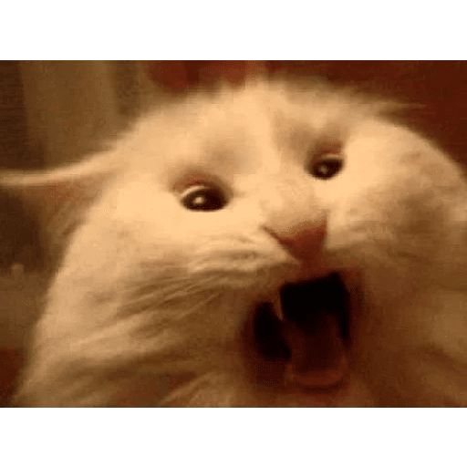 Broken Cats sticker 19