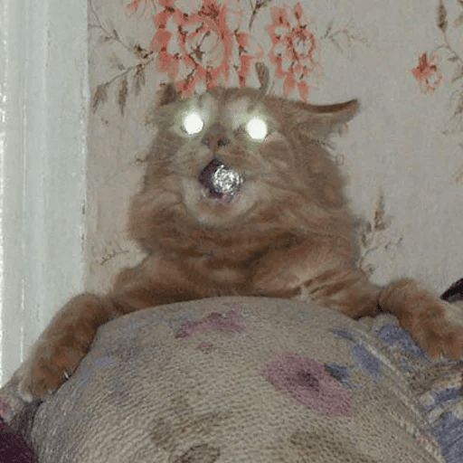 Broken Cats sticker 20