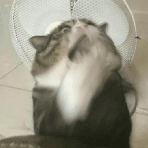 Broken Cats sticker 21