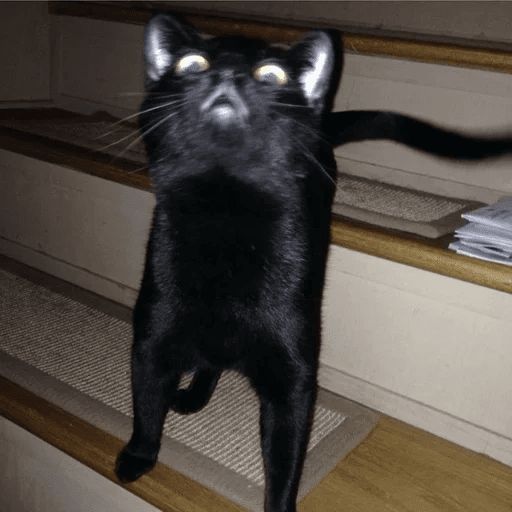 Broken Cats sticker 23