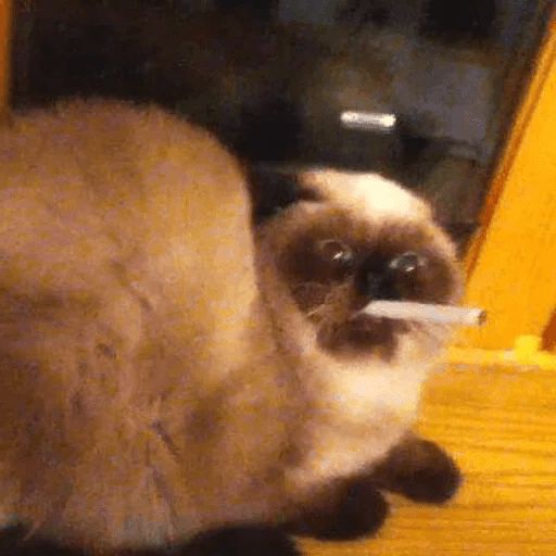 Broken Cats sticker 24