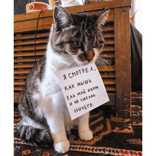 Broken Cats sticker 27