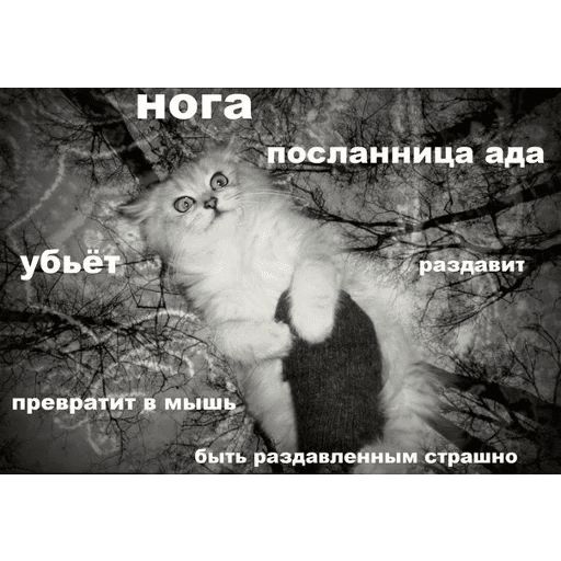 Broken Cats sticker 29