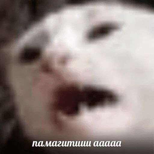 Broken Cats sticker 33