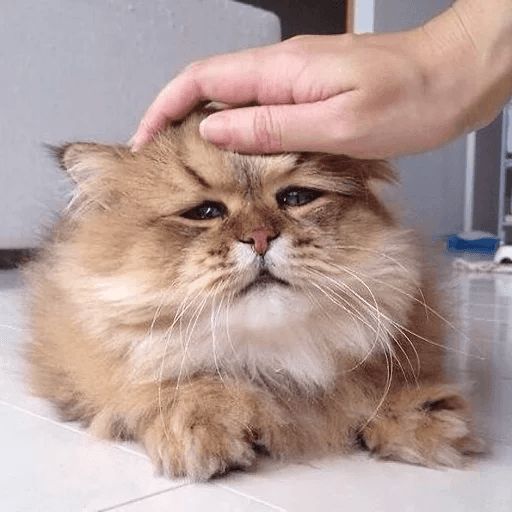 Broken Cats sticker 37