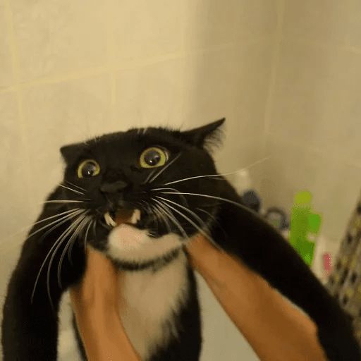 Broken Cats sticker 39