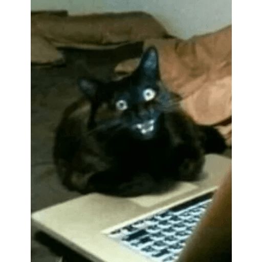 Broken Cats sticker 5