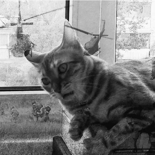 Broken Cats sticker 41