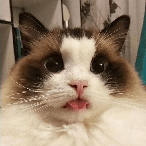 Broken Cats sticker 48