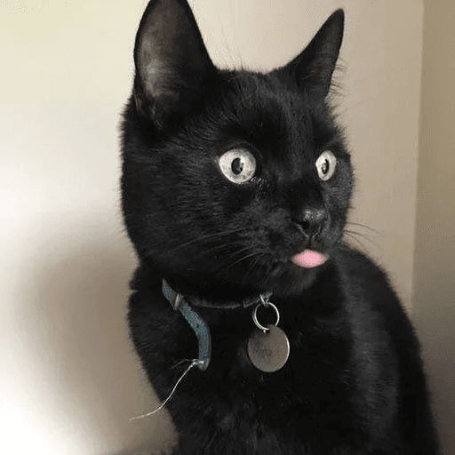 Broken Cats sticker 49