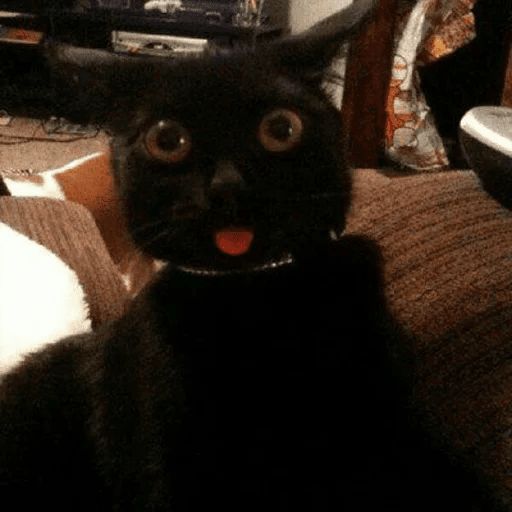 Broken Cats sticker 50