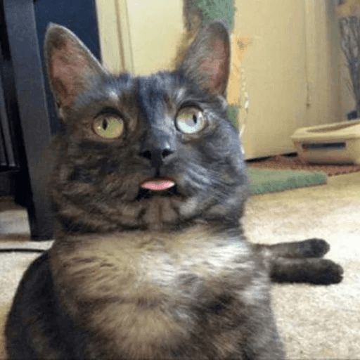 Broken Cats sticker 51