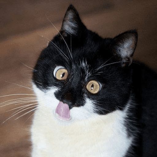 Broken Cats sticker 52