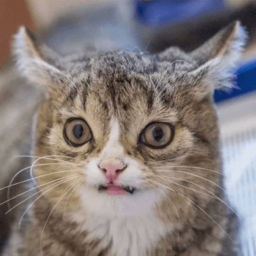 Broken Cats sticker 55