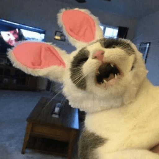 Broken Cats sticker 57