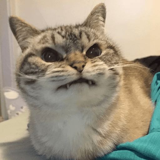 Broken Cats sticker 58