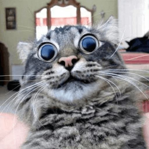 Broken Cats sticker 63