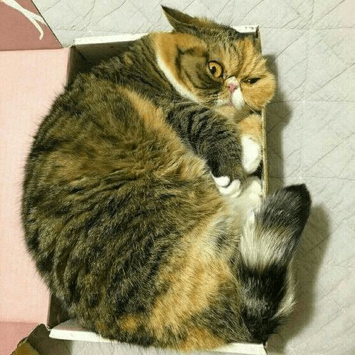 Broken Cats sticker 64