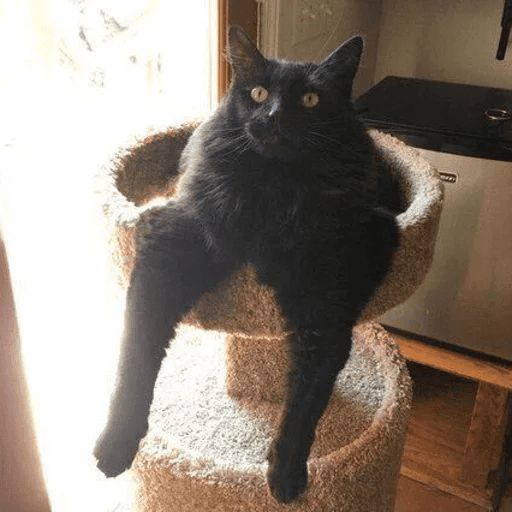 Broken Cats sticker 67