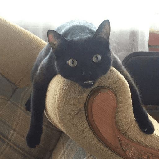 Broken Cats sticker 68